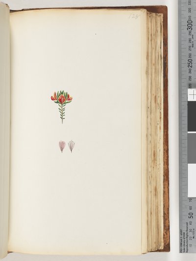 Page 128. Unidentified Plant by Unknown artist