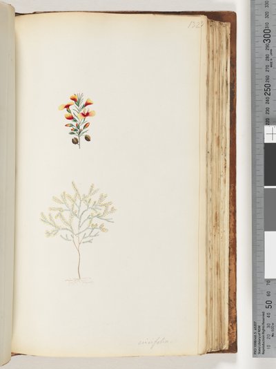 Page 132. Ericifolia by Unknown artist