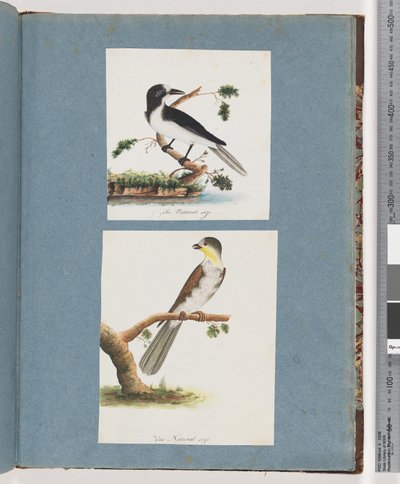 Unidentified Birds by Unknown artist