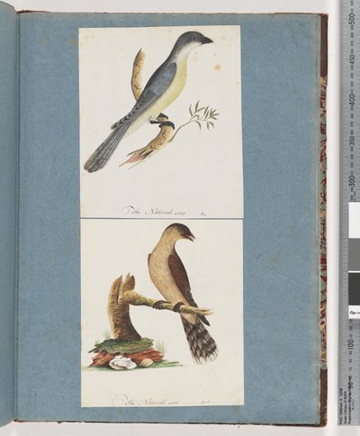 Page 138. Unidentified Bird. 139. Unidentified Bird by Unknown artist