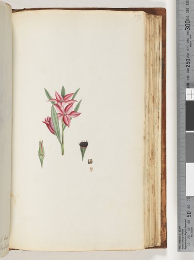 Page 139. Unnamed Flowering Plant by Unknown artist