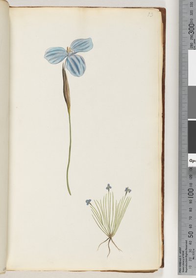 Page 13. Unidentified plant by Unknown artist