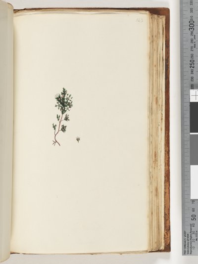 Page 143. Unidentified Plant by Unknown artist