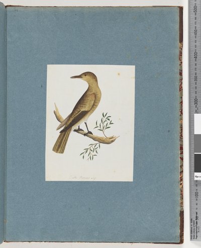 Page 144. Unidentified Bird by Unknown artist