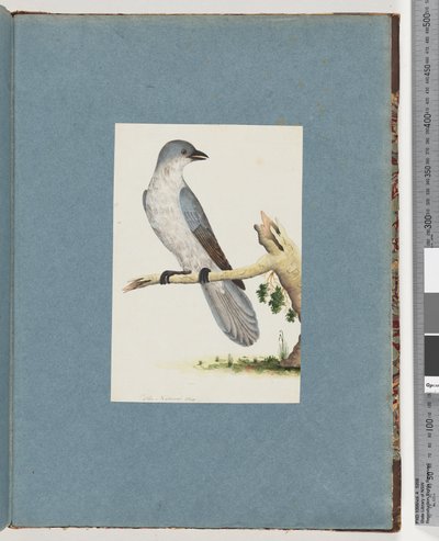 Page 145. Unidentified Bird by Unknown artist