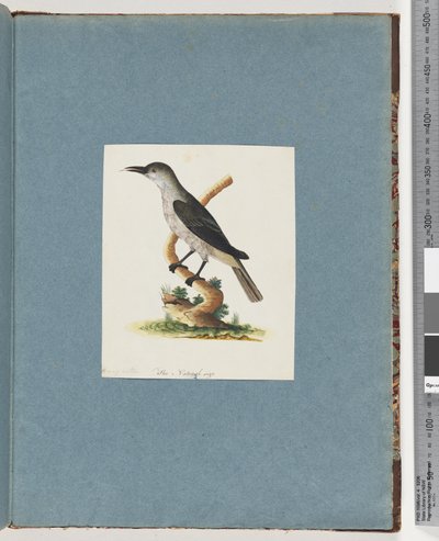 Page 146. Unidentified Bird. Honeyeater by Unknown artist