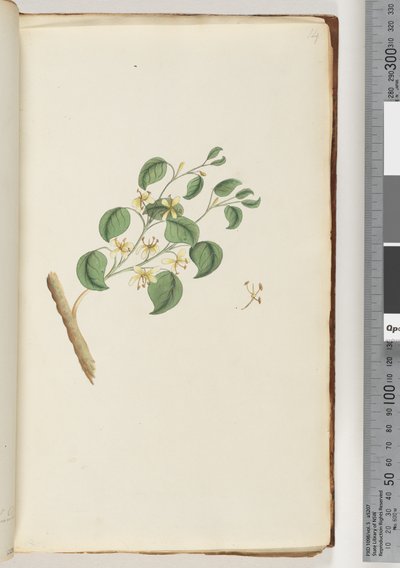Page 14. Unidentified Plant by Unknown artist
