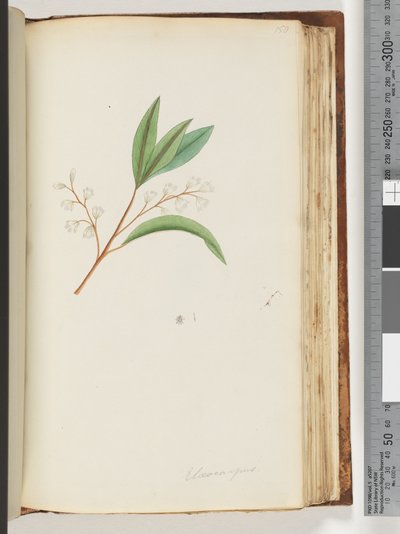 Page 150. Elaeocarpus by Unknown artist