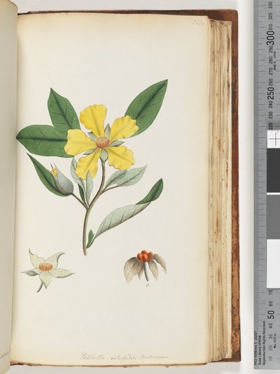 Page 154. Hibbertia Volubilis, Andrews Guinea Flower by Unknown artist