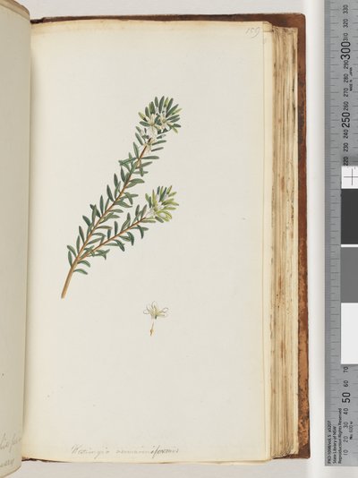 Page 159. Westringea rosmariniformis by Unknown artist