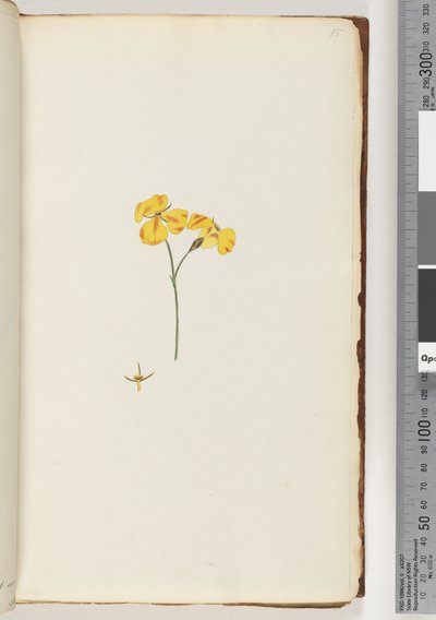 Page 15. Unidentified plant by Unknown artist