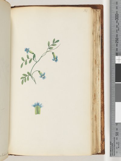 Page 164. Unidentified creeper by Unknown artist