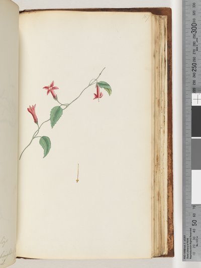 Unidentified Plant by Unknown