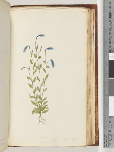 Page 173. Violet, Pigia, Decandolli by Unknown artist