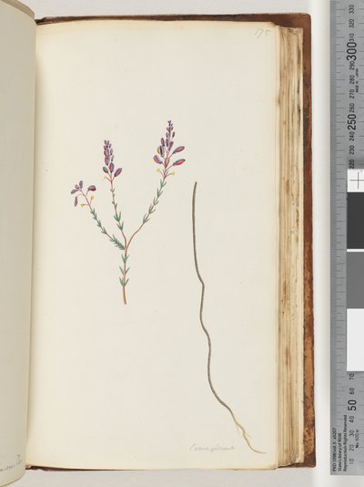 Page 175. Comaspernia by Unknown artist