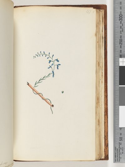 Page 177. Unidentified plant by Unknown artist