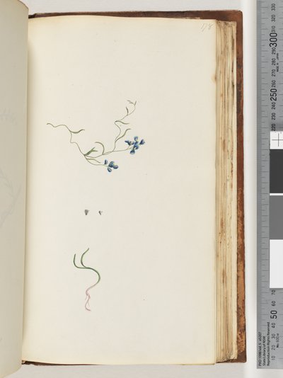 Page 178. Unidentified plant by Unknown artist