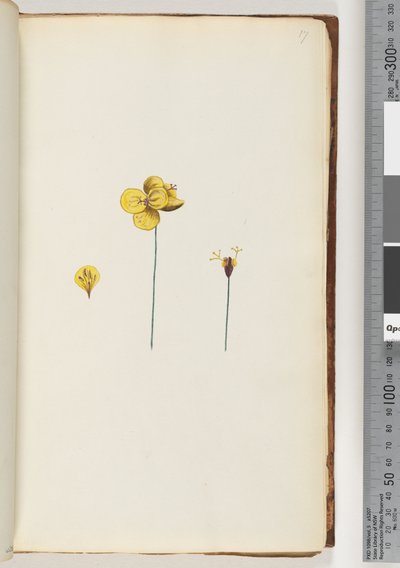 Page 17. Unidentified plant by Unknown artist