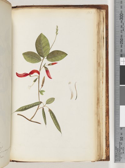 Page 183. Unidentified Plants by Unknown artist