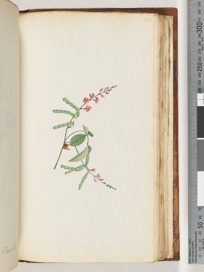 Page 186. Flowering plant, a Creeper by Unknown artist