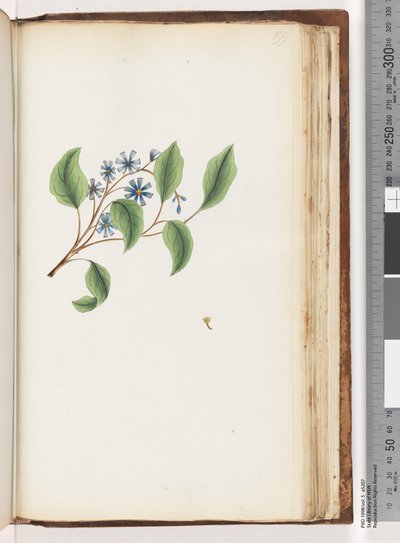 Unidentified Plant by Unknown
