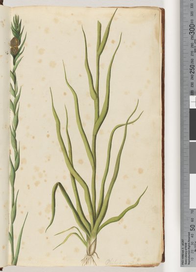 Page 1. Philydrum Lanuginosum by Unknown artist