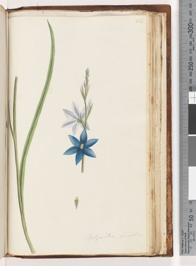 Page 204. Thelymitra ixiodes / Spotted Sun Orchid by Unknown artist
