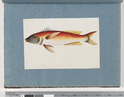 Unidentified Fish by Unknown artist