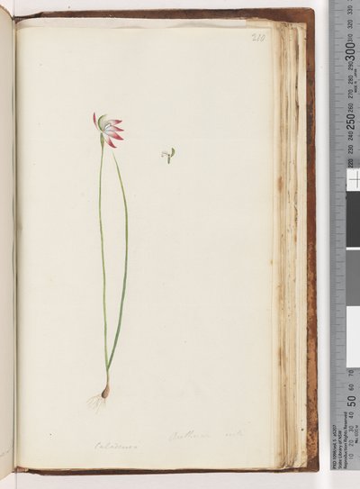 Page 210. Arethusa Certe?, Caladenia by Unknown artist