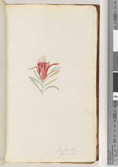 Page 21. Lambertia formosa / Mountain Devil by Unknown artist