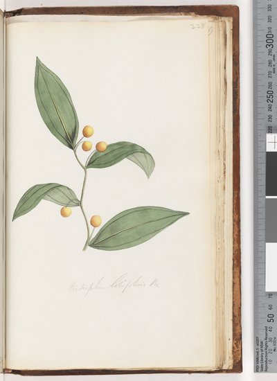 Page 228. Eustrephus latifolius / Wombat Berry by Unknown artist