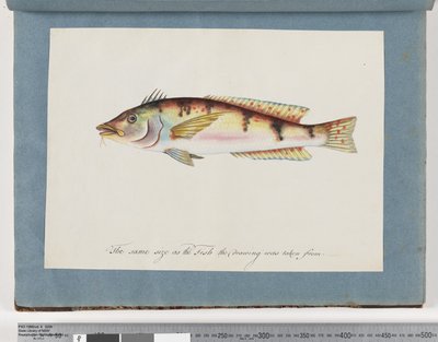 Unidentified Fish by Unknown artist