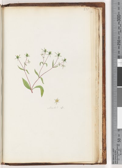Page 231. Madia sp by Unknown artist