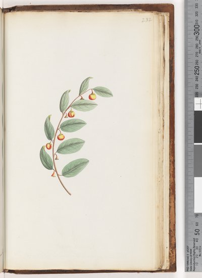 Page 232. Unidentified plant by Unknown artist