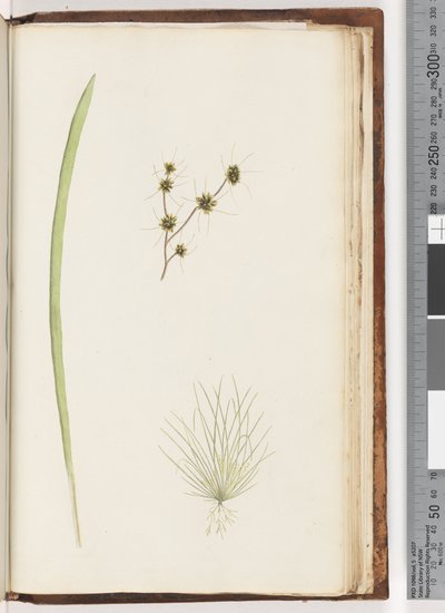 Page 234a. 1/4 Unidentified plant by Unknown artist