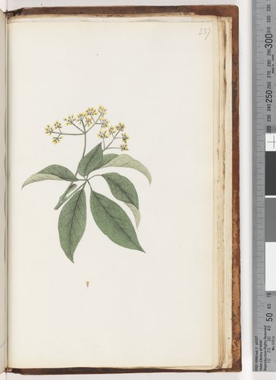 Page 237. Unidentified plant by Unknown artist