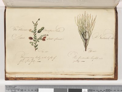 Page 238. Unidentified plant by Unknown artist