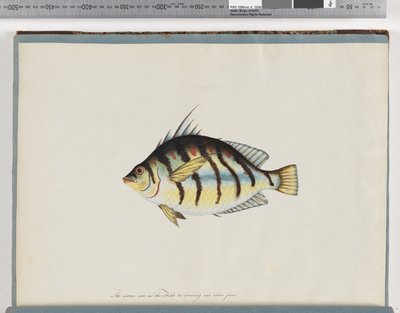 Page 23. Unidentified fish by Unknown artist
