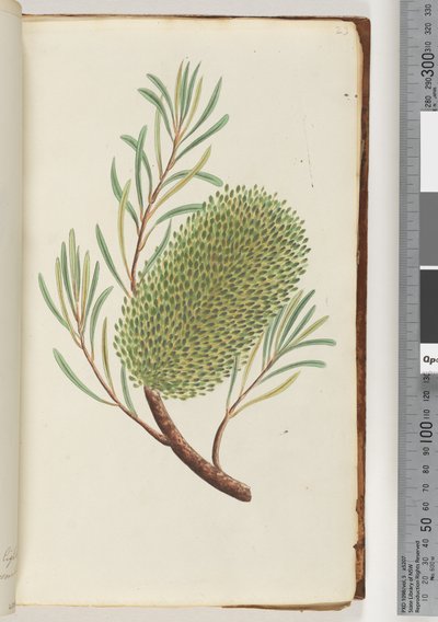 Page 23. Unnamed Flowering Plant by Unknown artist