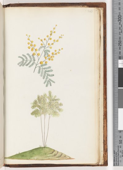 Page 243. Unnamed flowering plant by Unknown artist