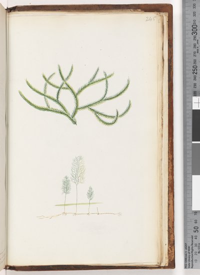 Page 245. No inscription, unidentified plant by Unknown artist
