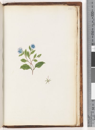 Unidentified Plant by Unknown