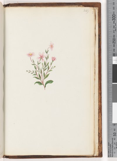 Page 249. Unidentified plant by Unknown artist