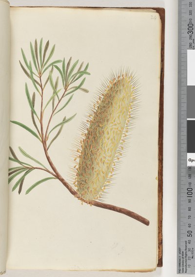 Page 24. Unnamed flowering plant by Unknown artist