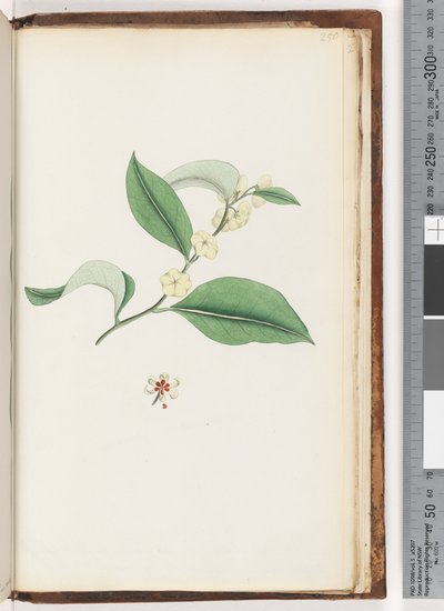 Page 250. Unnamed tree by Unknown artist