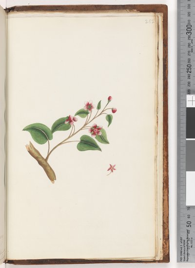 Page 252. Unidentified plant by Unknown artist