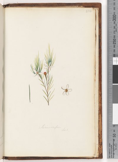 Page 254. Ricinocarpus by Unknown artist
