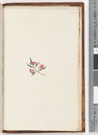 Page 255. Unidentified plant by Unknown artist