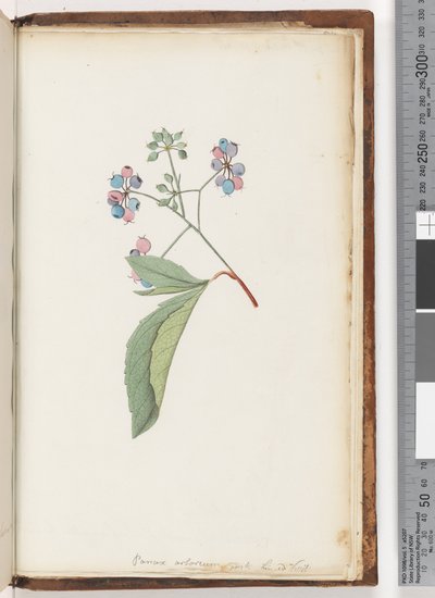 Page 256a. Unnamed plant by Unknown artist