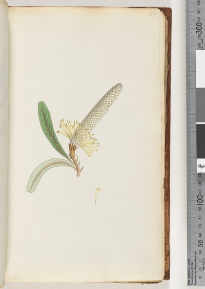 Page 28. Flowering Plant, "A Creeper" by Unknown artist